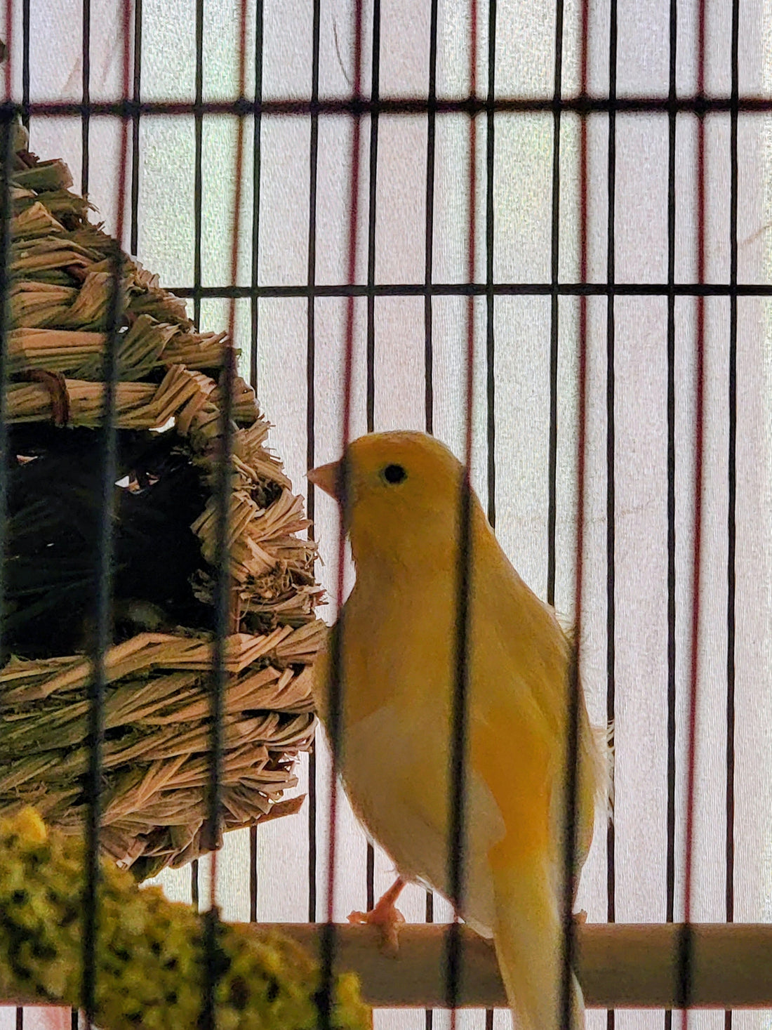 How to Train a Canary: Simple Step-by-Step Guide