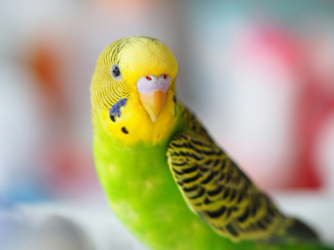 7 Common Household Things Slowly Hurting Your Bird (And Safe Alternatives)