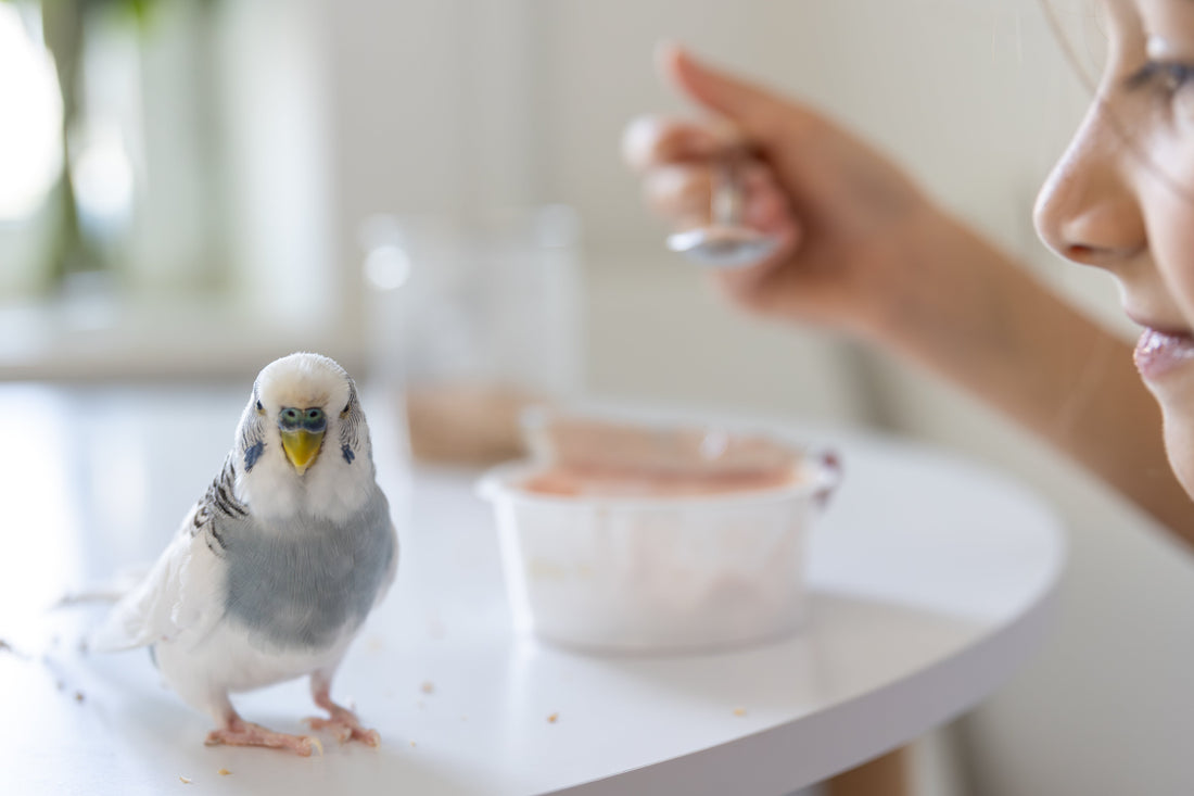 Why You Should Never Microwave Your Pet Bird (No, Seriously)