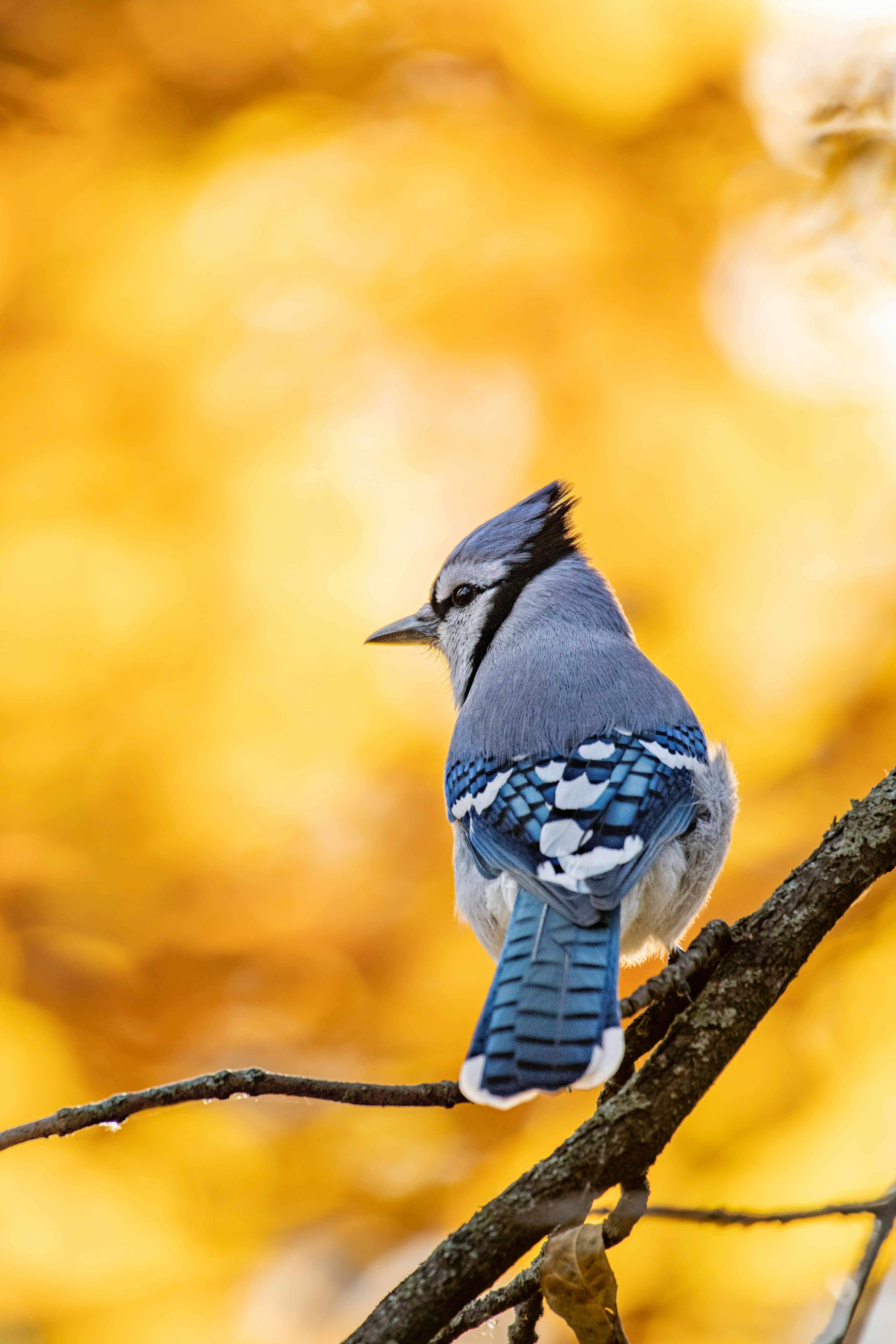 Attracting Wild Birds to Your Yard: The Ultimate Guide to Backyard Feeding