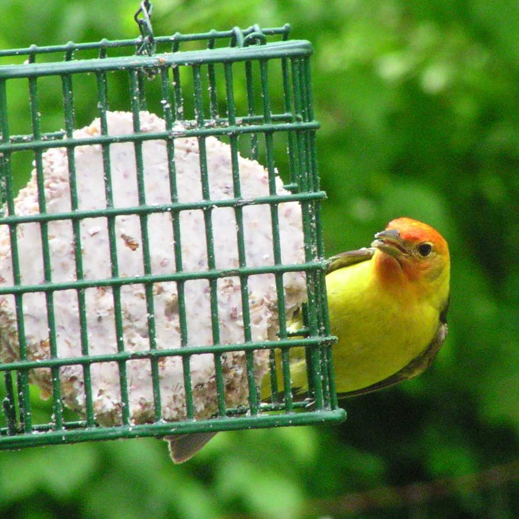 Yellow wild bird perched at a green metal feeder with suet visible behind bars