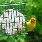 Yellow wild bird perched at a green metal feeder with suet visible behind bars