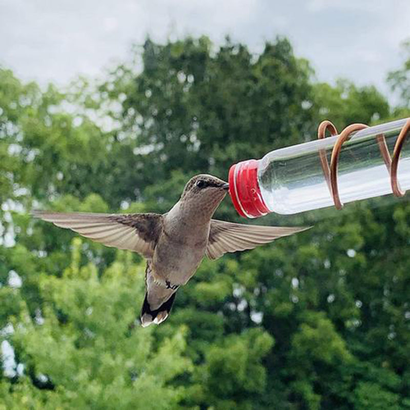 Window hummingbird feeder with clear bottles and red feeding ports, hummingbird feeding