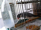 Clear hanging water dispenser bottle inside bird cage