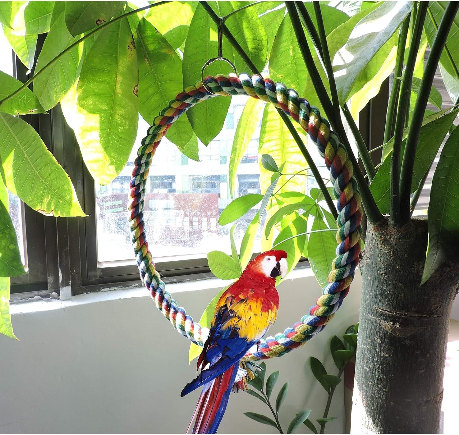 Colorful braided rope bird swing ring with metal hook and parrot perched