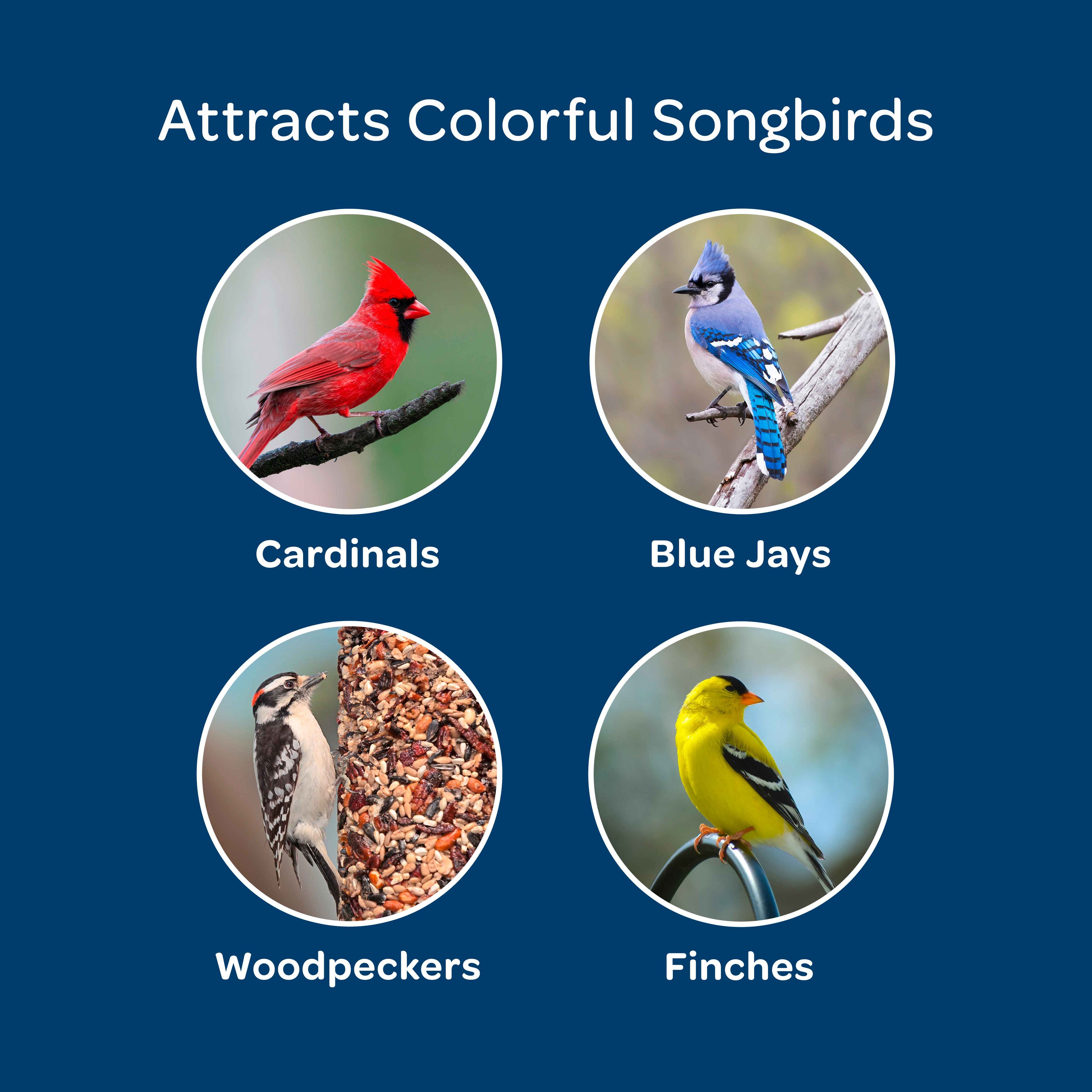 Attracts colorful songbirds graphic with bird circles for Cardinals, Blue Jays, Woodpeckers, Finches