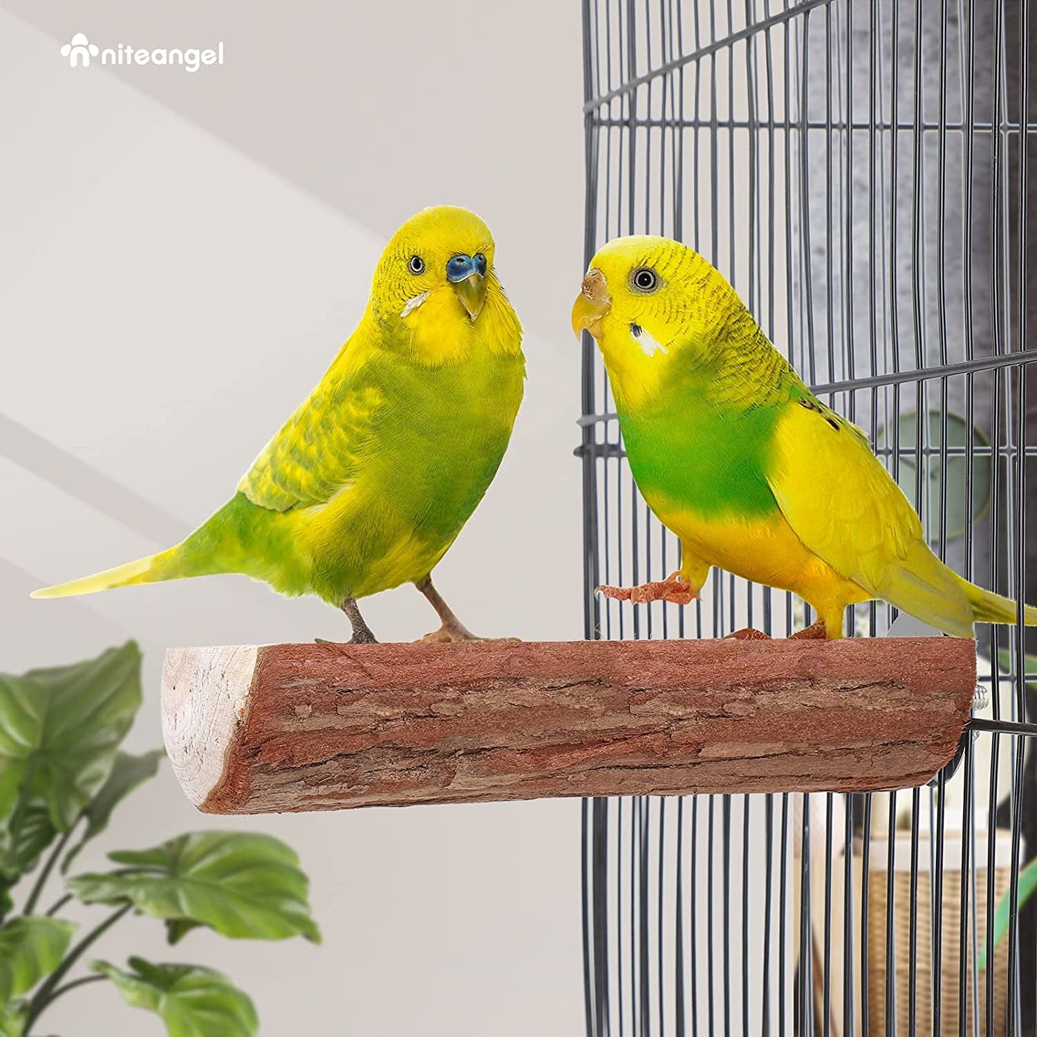 Wooden bird perch in cage with two bright yellow-green budgies.