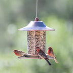 Panorama bird feeder with copper roof and clear seed cylinder, with small songbirds perched