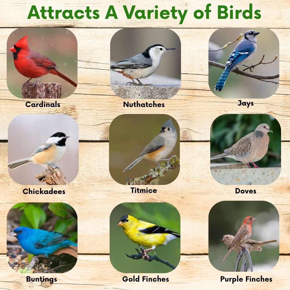 Set of small songbirds shown in rounded photo panels on a wood background