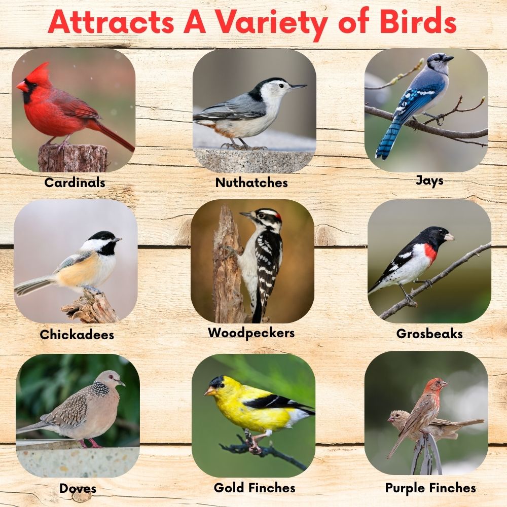 Bird seed label with photos of songbirds, including cardinals, jays, and finches