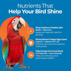Bird vitamins nutrients panel with red parrot and icons for skin, bones, energy