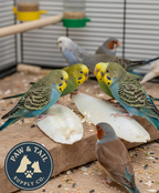Natural cuttlebone pieces on ground, with several small birds feeding