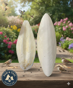 Natural pale cuttlebone pieces, two oval pieces on wooden board