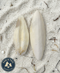 Natural pale cuttlebone pieces, oval shape, shown together