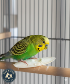Natural pale cuttlebone on wooden perch, with green parakeet nearby