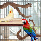 Grapevine branch bird perch with flat platform, featuring cockatiel and parrot
