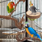 Grapevine branch perch set with round platform and multiple parrots inside a cage