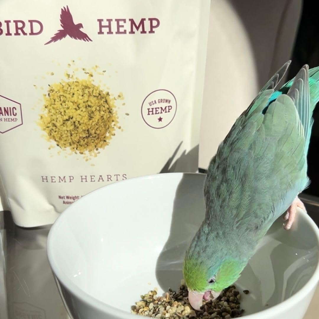 Bird Hemp hemp hearts bag with spilled hemp hearts in front of a green parrot