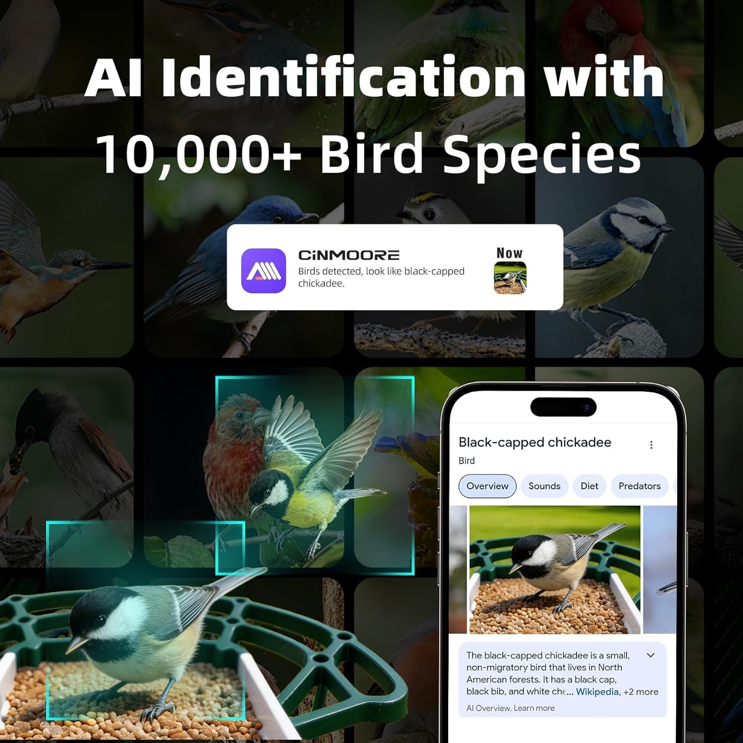 Green bird feeder camera with smartphone display showing bird identification details